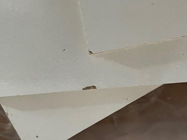 Sklum Florens Comodino Sospeso 30 cm in MDF